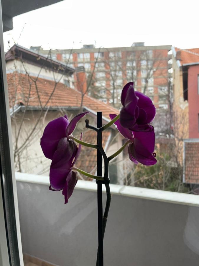 Apartman Afrodita Lux 1 Ni Exteriör bild